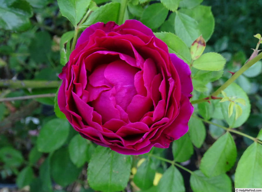 'Henry Nevard (Hybrid Perpetual, Cant, 1924)' rose photo