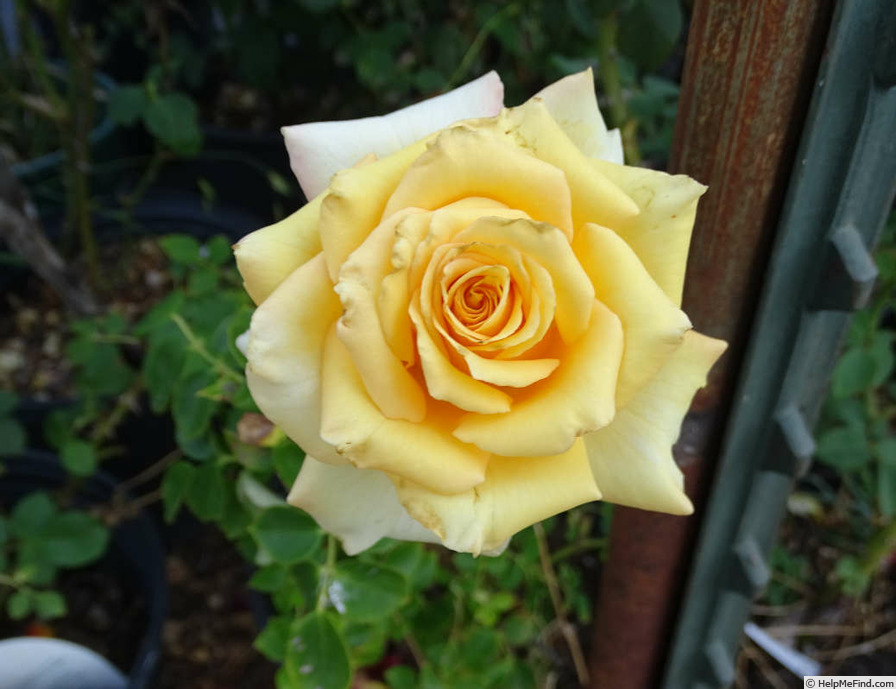 'Hi Honey' rose photo