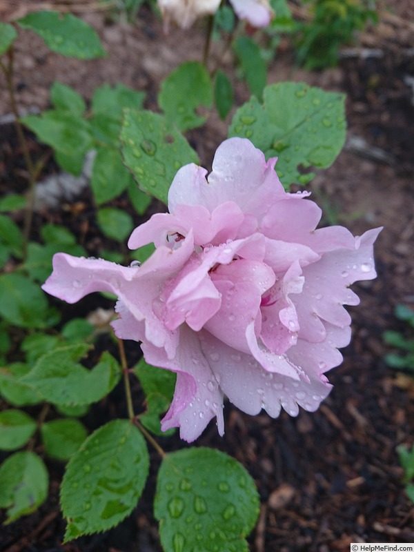 'My Rose (floribunda, Burgsmüller, 2020)' rose photo