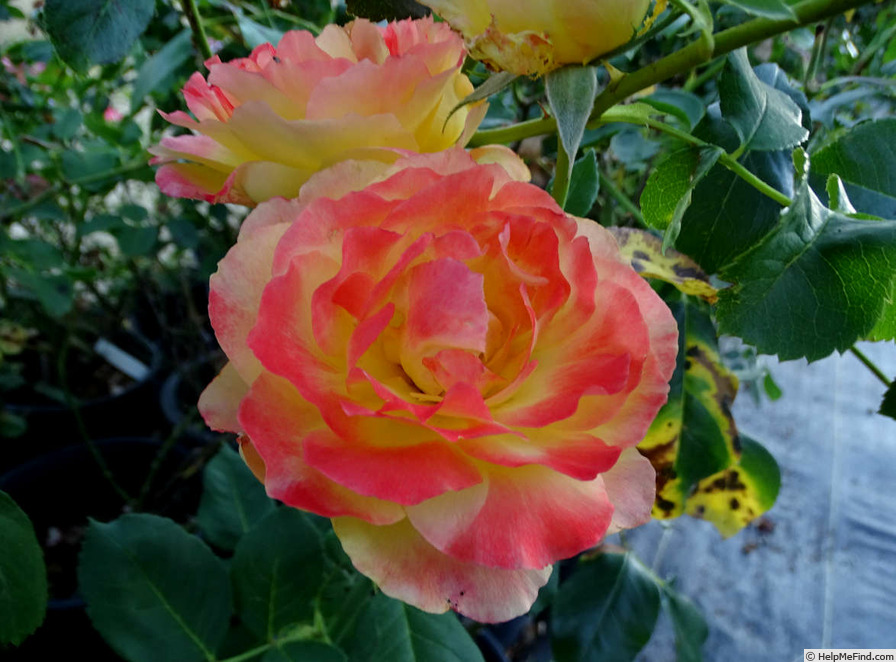 'Julie Newmar ™' rose photo