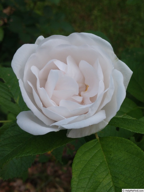'Mary Manners' rose photo