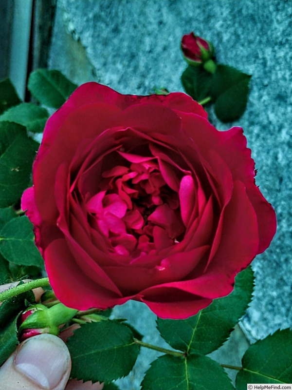 'Chianti' rose photo