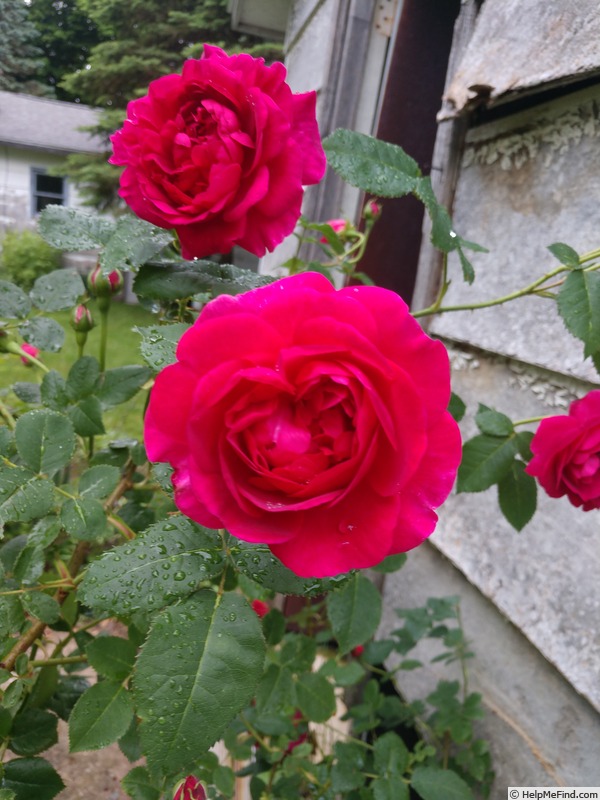 'Chianti' rose photo