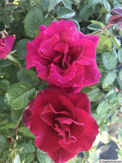 'Brindabella Red Empress™' rose photo