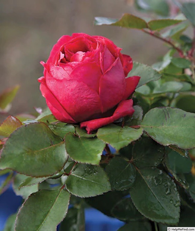 'Sweet Pegge' rose photo