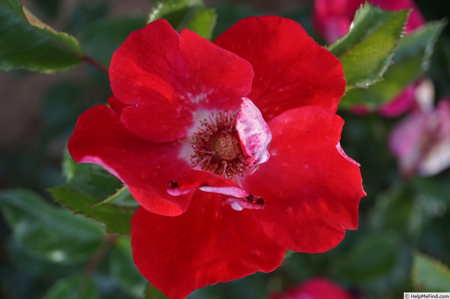 'Amulet Mella ®' rose photo