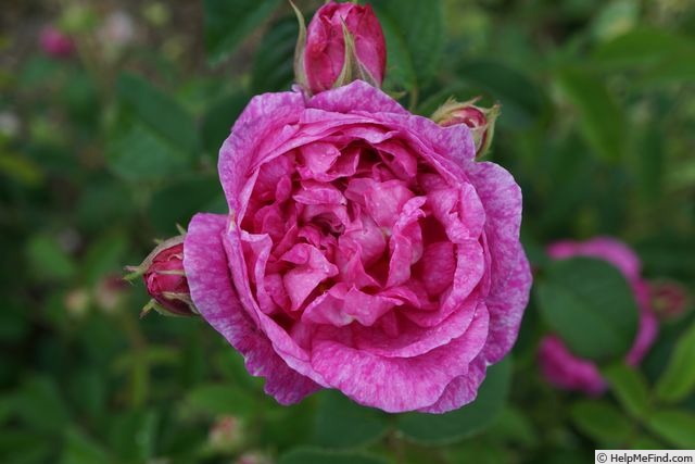 'Adèle (gallica, Descemet pre-1814)' rose photo