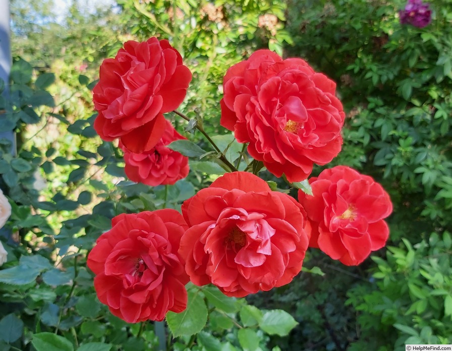 'Liwa' rose photo
