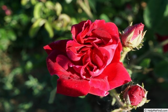 'R. gallica conditorum' rose photo