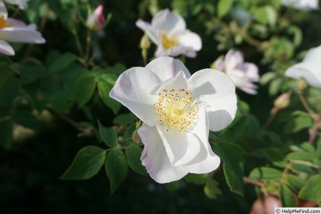 'R. dupontii' rose photo