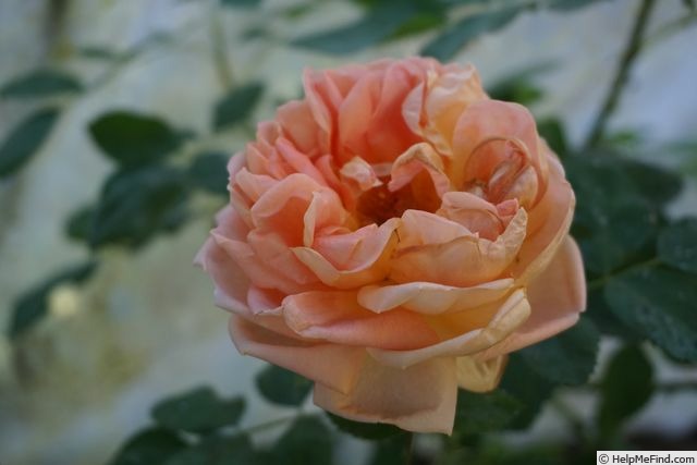 'Soleil d'Or' rose photo