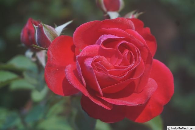 'Blaze Superior' rose photo
