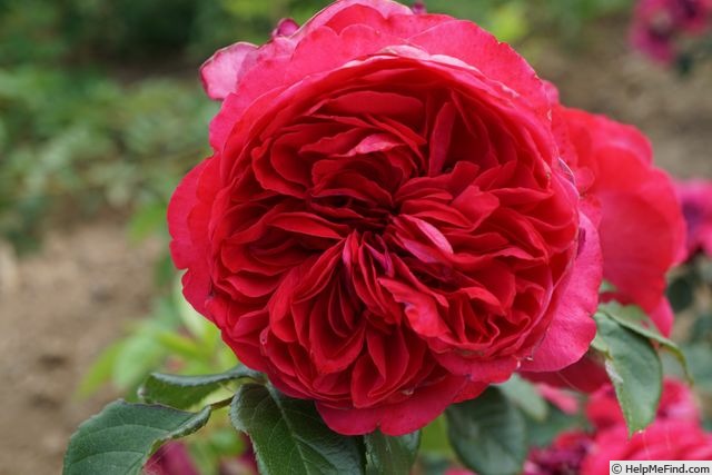 'Deep Love ®' rose photo