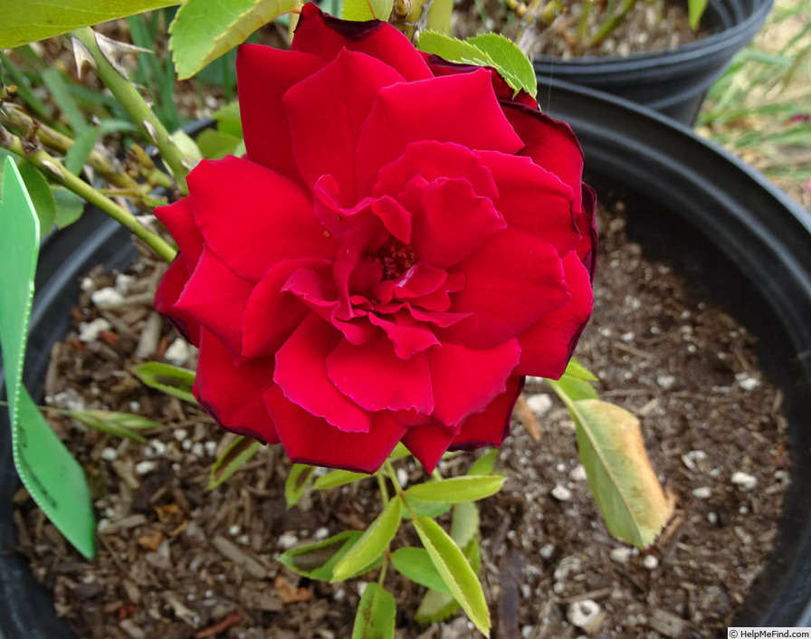 'Madame Delbard ® (hybrid tea, Delbard 1980)' rose photo