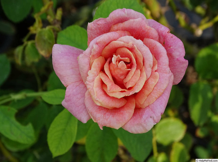 'Mojave' rose photo