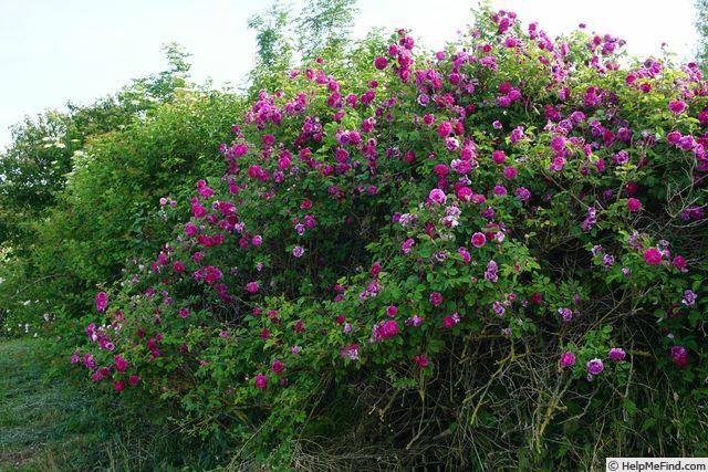 'Himmelsauge' rose photo