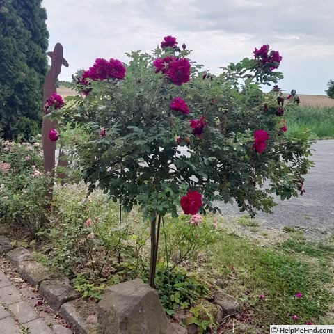'Wild Eagle' rose photo