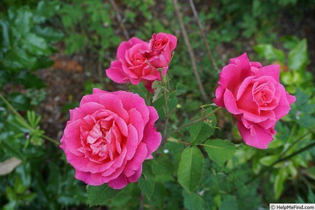 'Dornröschen (shrub, Kordes, 1960)' rose photo