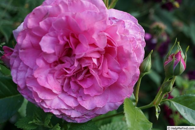 'Heilige Elisabeth' rose photo