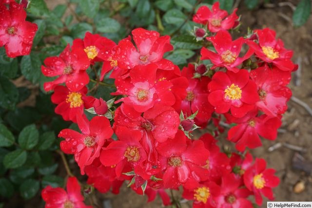 'Poppy Rose ® (hybrid moschata, Velle, 2014)' rose, click to enlarge 'Poppy Rose ® (hybrid moschata, Velle, 2014)' rose photo