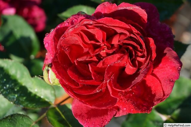 'Darcey Bussell' rose photo