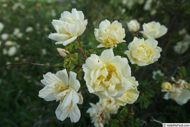 'Old Yellow' rose photo
