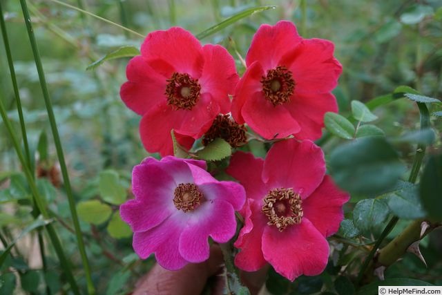 '<I>R. moyesii</i>' rose photo