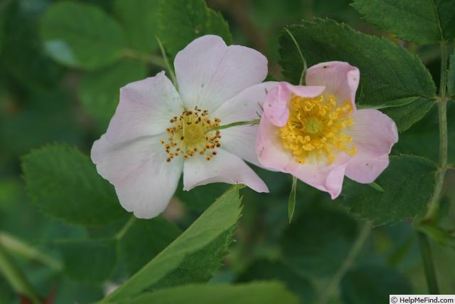 '<i>Rosa stylosa</i> Desvaux' rose photo