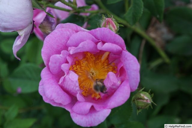 '<i>Rosa recondita</i> Pugl. Synonym' rose photo