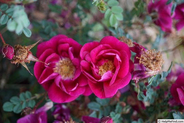 'William III' rose, click to enlarge 'William III' rose photo