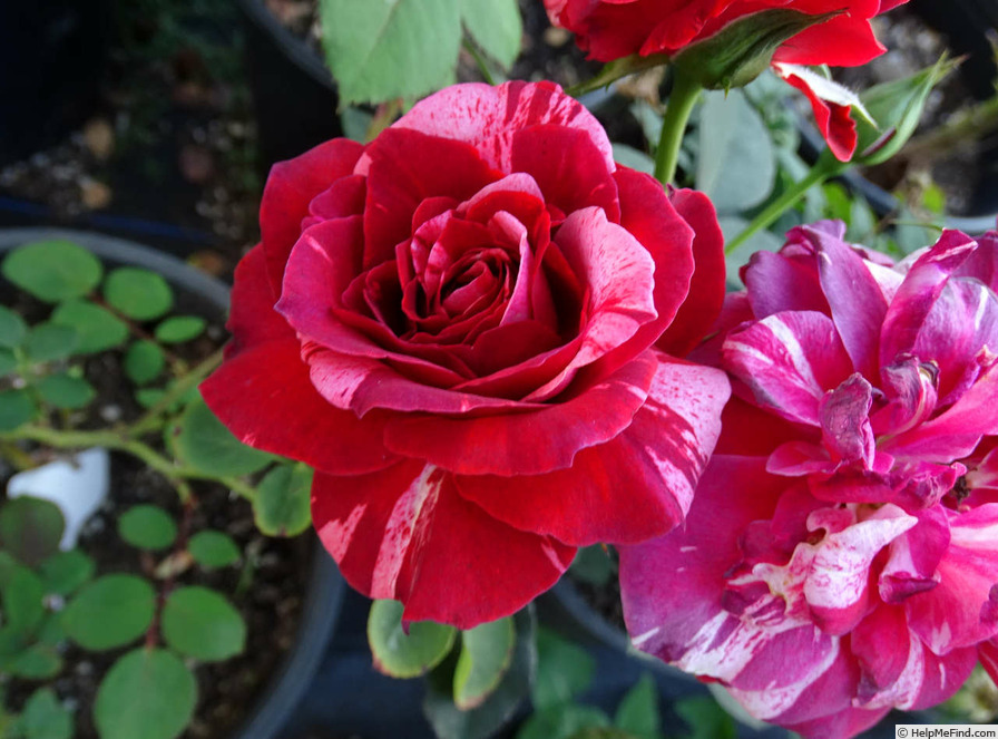 'Paul Gauguin (hybrid tea, Christensen 1992)' rose photo