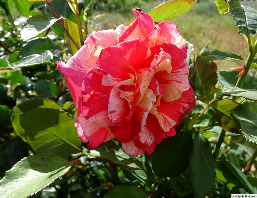 'Paul Gauguin ® (Shrub, Delbard 2006)' rose photo