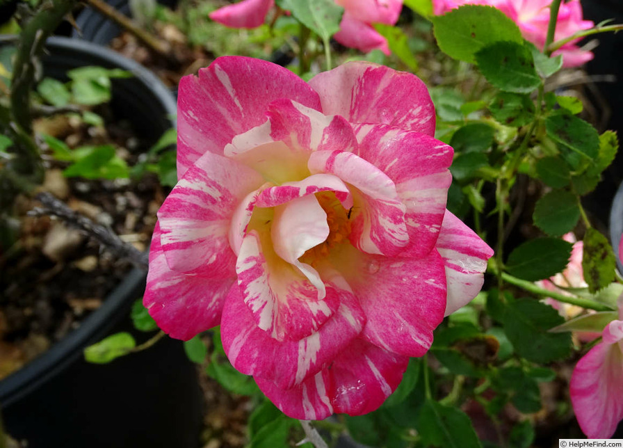 'Peppermint Candy (Floribunda, Wells, 2013)' rose photo