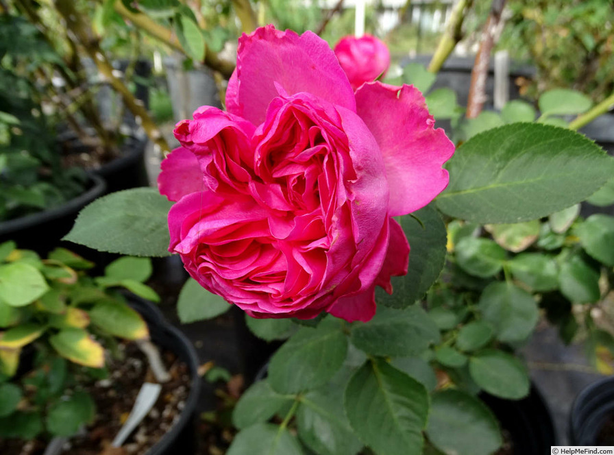 'Pink Traviata' rose photo