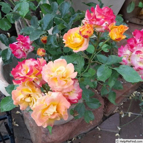 'Little Sunset ® (miniature, Kordes, 1998/2007)' rose photo