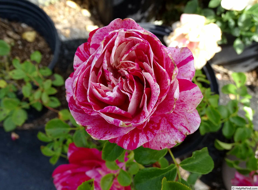 'Raspberry Swirl (shrub, Walden 1999)' rose photo