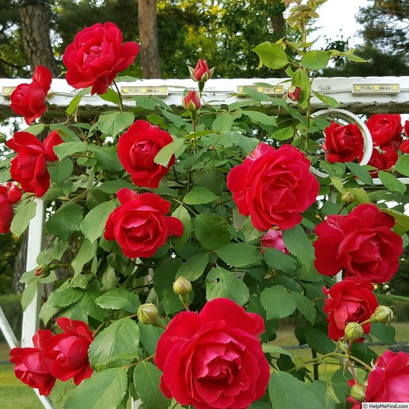 'Brindabella Red Empress™' rose photo