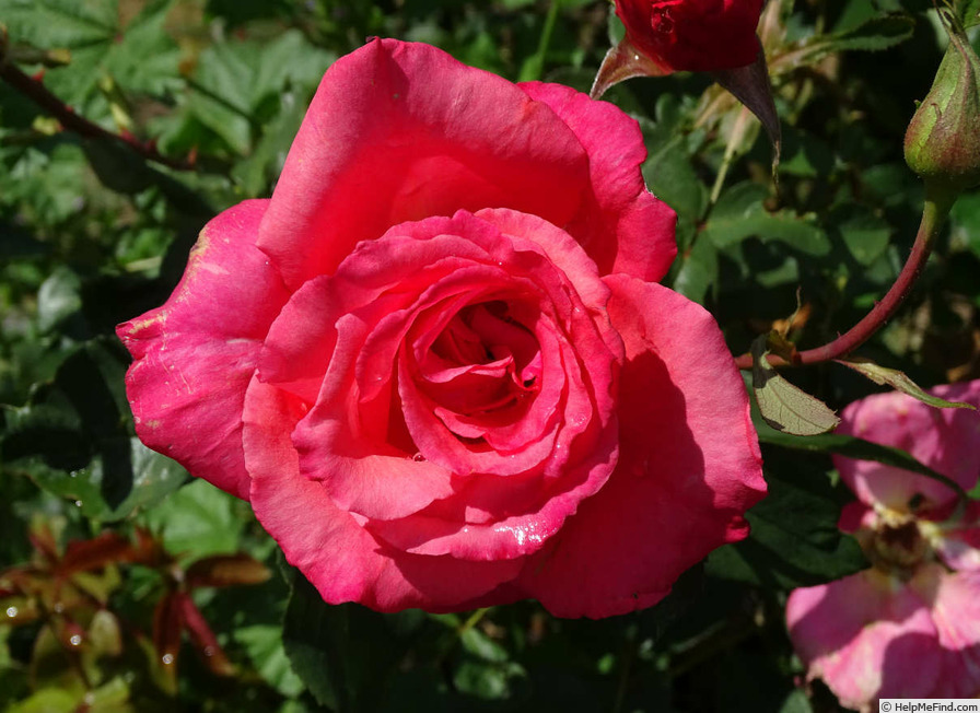 'Sandringham Centenary' rose photo