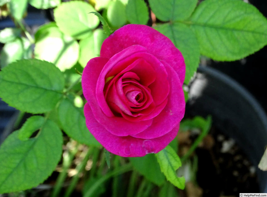 'Silk Hat ™' rose photo
