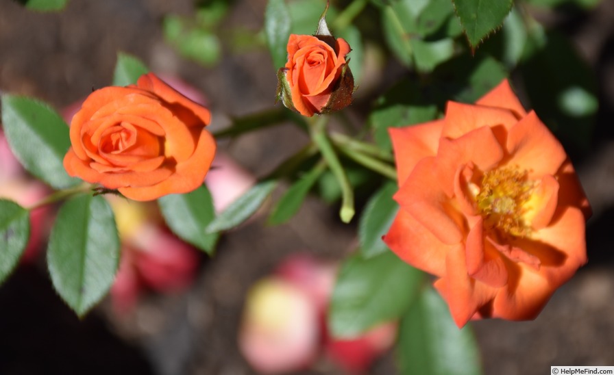 'Patio Flame (miniature, Olesen, 1983)' rose photo