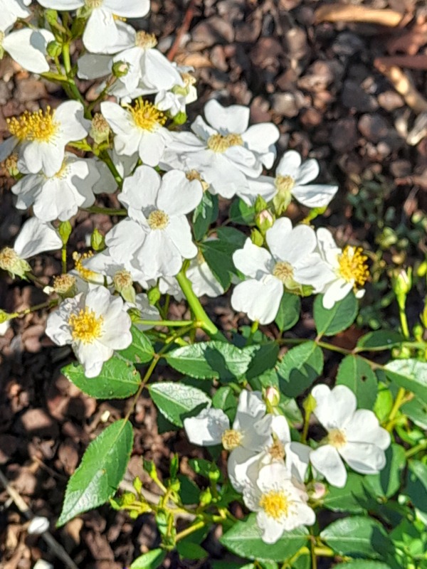 'Frigga ®' rose photo