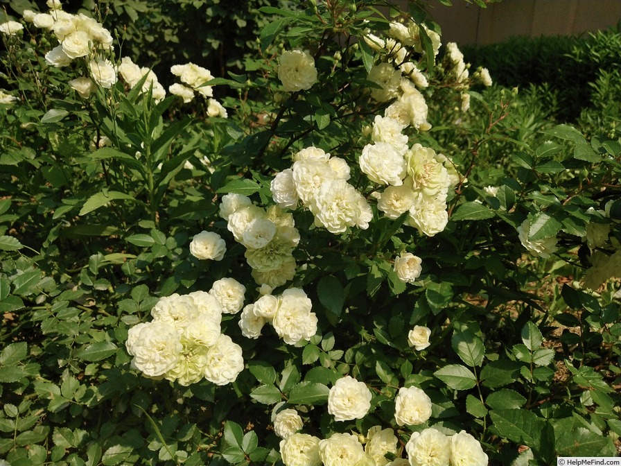 'Green Ice (miniature, Moore 1971)' rose photo