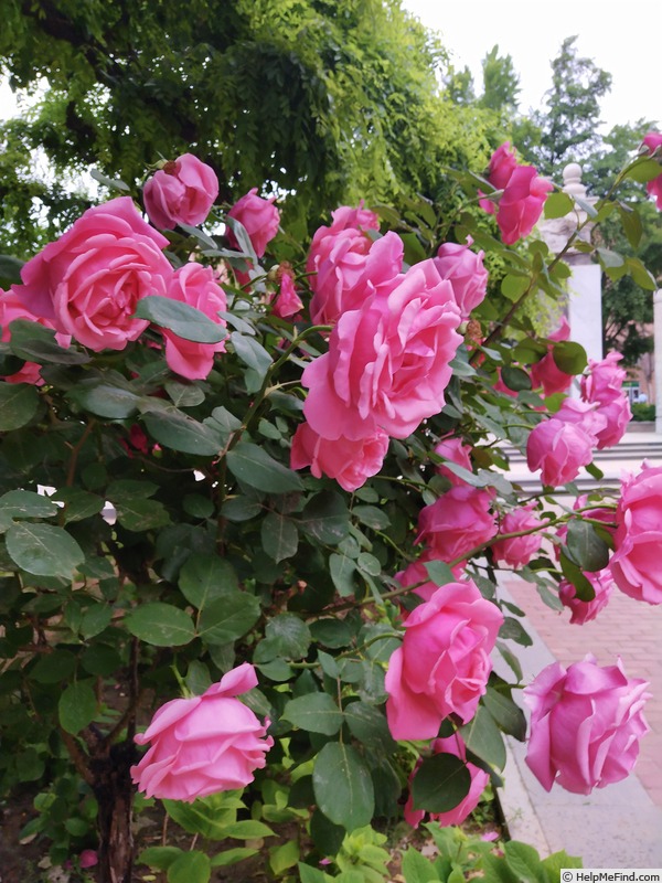 'Pink Fan' rose photo