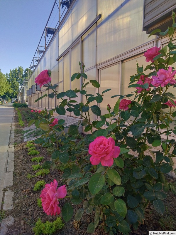 'Pink Peace' rose photo