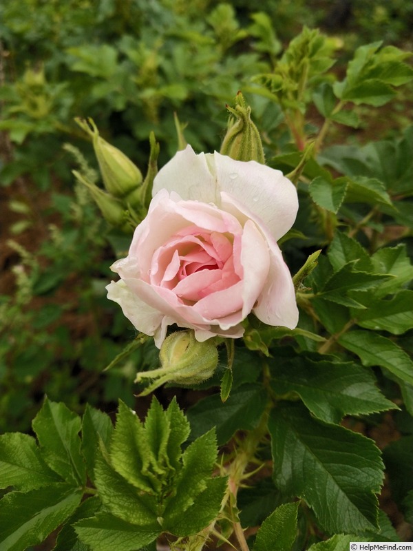 'Polar Ice ®' rose photo