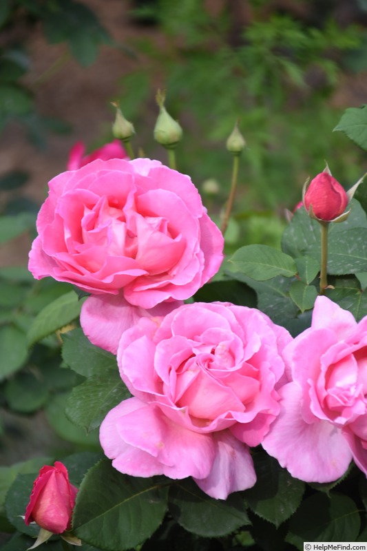 'Xiang Lian' rose photo