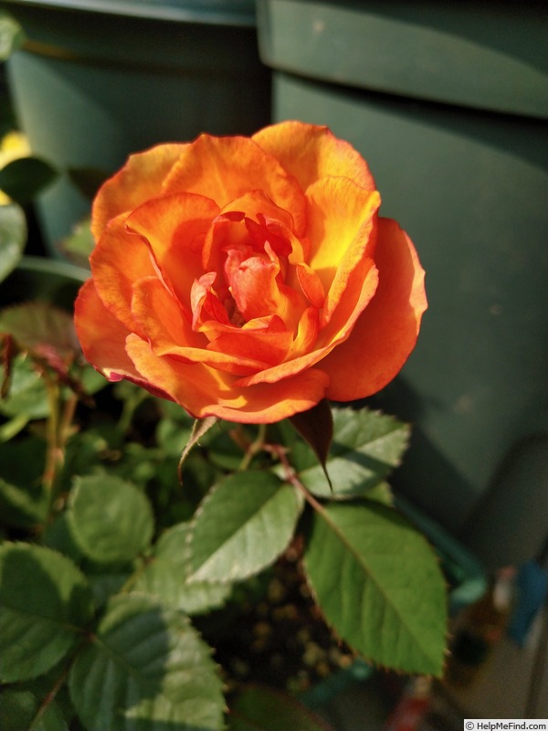 'Val de Sole' rose photo