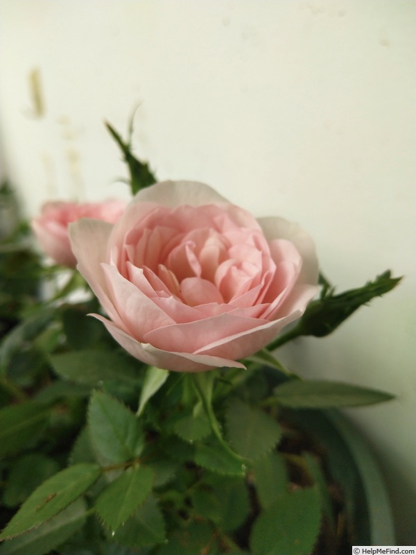 'Light Pink RosAroma ®' rose photo