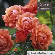 'Gary Lineker' rose photo