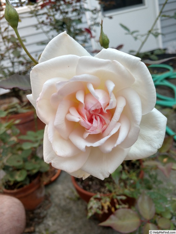 'Devoniensis (Tea, Foster, 1838)' rose photo